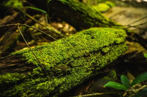 Green moss is growing at the root of the tree. Moss texture in nature for w.. Stock Photos