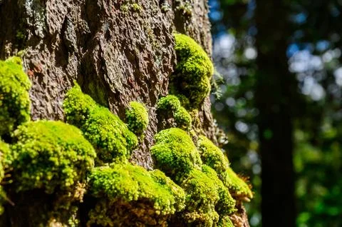 Green moss is growing at the root of the tree. Moss texture in nature for w.. Stock Photos