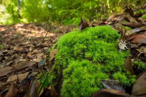 Green moss is growing at the root of the tree. Moss texture in nature for w.. Stock Photos