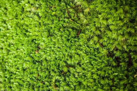 Green moss is growing at the root of the tree. Moss texture in nature for w.. Stock Photos
