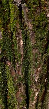 Green moss growing on rough tree bark texture in the forest. 스톡 사진