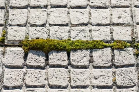 Green moss growing in the space between two floor tiles in Caceres, Extremadura Stock Photos