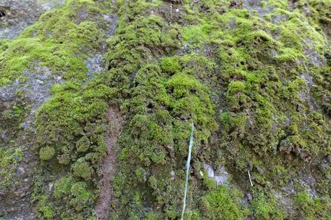 Green Moss Growing on Stone in Forest Foto stock