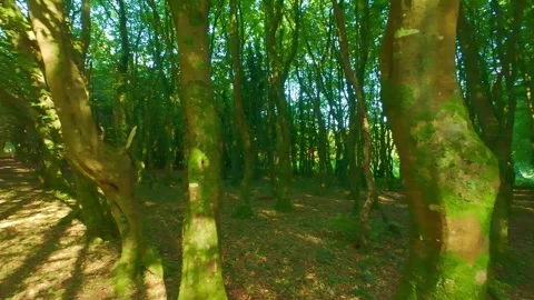 Green moss growing on thick tree trunk in forest in Ireland Stock Footage 340435224