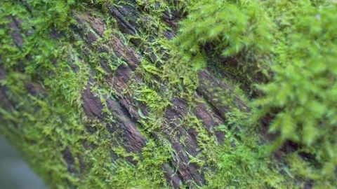 Green moss growing on tree bark Stock Footage 76139101
