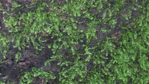 Green moss growing on tree bark Stock Footage 319998749