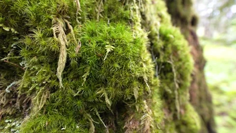Green moss growing on tree bark with blurred forest background 스톡 동영상 334106264