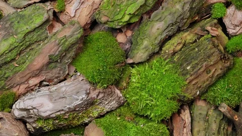 Green Moss Growing On Tree Bark Nature Closeup Background Stock Footage 344050984