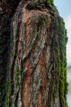 Green Moss Growing on Tree Bark Stock Photos