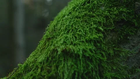 Green moss growing on tree in forest. Natural wood scene ecology environment Stock Footage 267034881