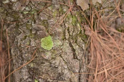 Green moss Growing on Tree Stock Photos