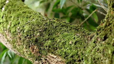 Green moss growing on a tree trunk bark Vidéo 342529722