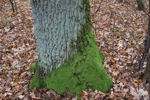 Green moss growing on tree trunk in autumn forest Stock Photos