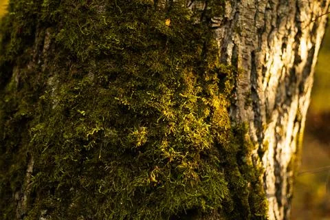 Green moss growing on a tree trunk in forest shade Stock Photos
