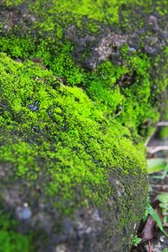 Green Moss Growing on Tree Trunk Close Up Stock Photos
