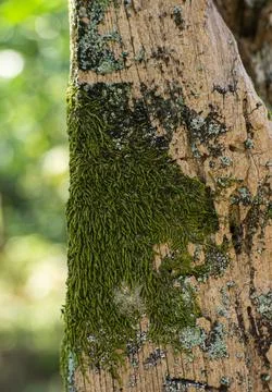 Green Moss Growing On Tree Trunk Texture Background Stock Photos