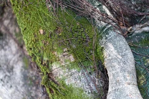 Green moss growing on tree trunk with roots Stock Photos
