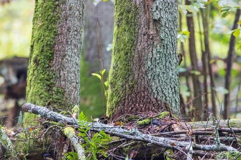 Green moss growing on tree trunks in forest Stock Photos
