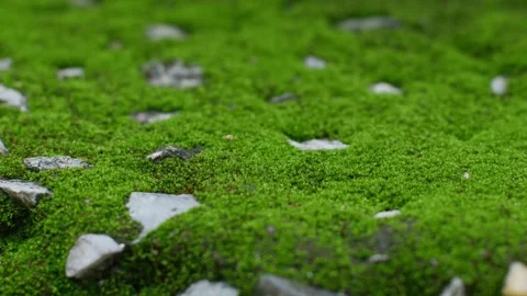 Green Moss Growing on Weathered Surface Close-Up Stock Footage 318959300
