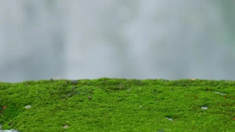 Green Moss Growing on Weathered Surface Close-Up Stock Footage 324805273