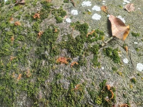 Green Moss Growing on Weathered Tree Bark With Fallen Leaf Stock Photos