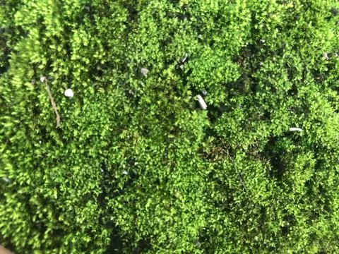 Green moss grows abundantly Stock Photos