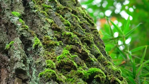 Green moss that grows attached to pine trees 10bit 4k 60fps Video stock 269700710