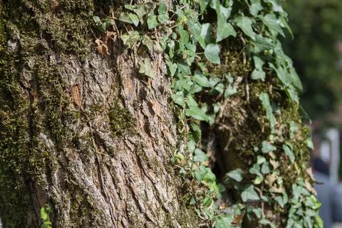 Green moss grows on the bark of a tree, in a public or natural park. The tr.. Foto stock