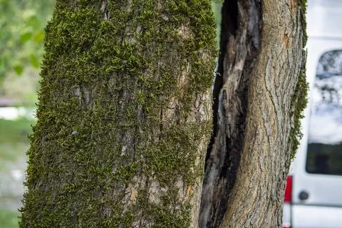 Green moss grows on the bark of a tree, in a public or natural park. The tree Stock Photos