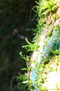 Green moss grows at the base of a large Stock Photos