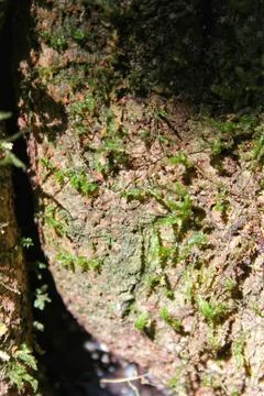 Green moss grows at the base of a large Stock Photos