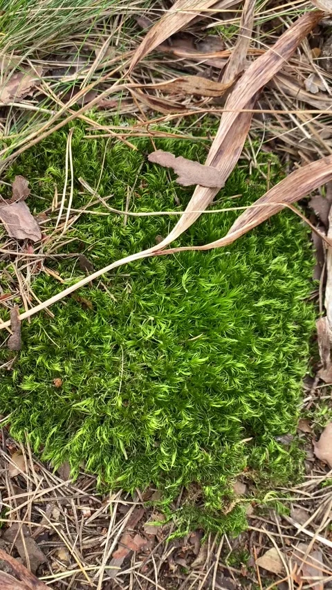 Green moss grows in the forest in the summer. Vertical video Stock Footage 284003268