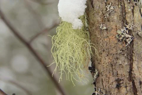 Green moss grows on a gray tree trunk in the forest. Snow lies from above in  Foto stock