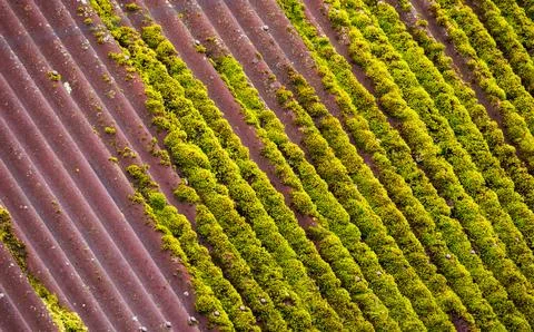 Green of moss grows on old red roof top, background photo texture Stock Photos