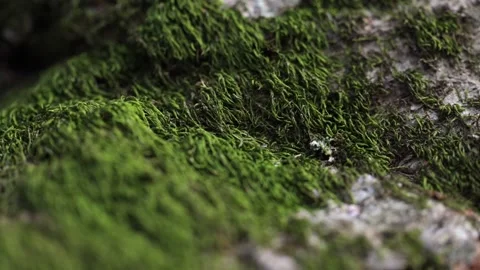 Green moss grows on an old tree in national park. Macro 動画素材 169996906