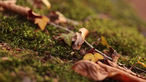 Green moss grows on an old tree with yellow leaves on it in national park. Macro Stock Footage 170021322