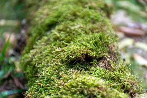 Green moss grows on an old tree Stock Photos
