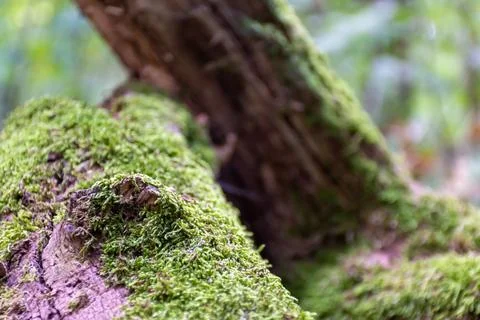 Green moss grows on old trees Stock Photos