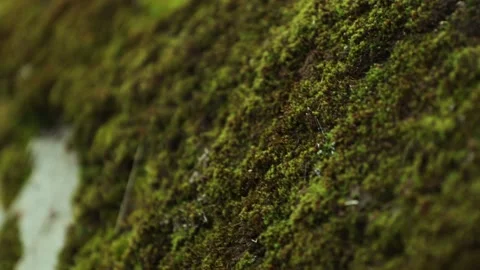 Green moss grows on a pipe Video stock 142375609