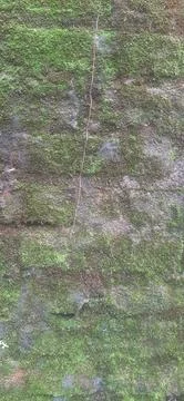 Green moss grows on a rough rock surface, creating a textured background idea Stock Photos