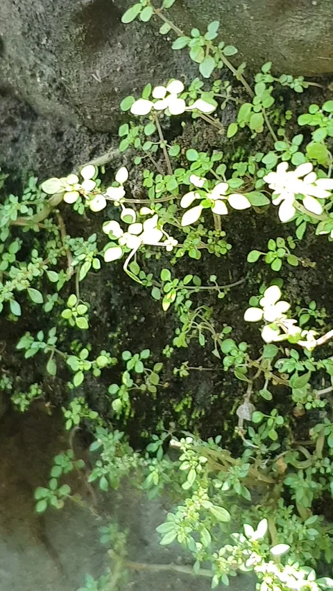 Green moss grows wild on rocks Stock Footage 310718640