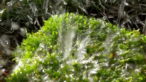 Green moss in heavy rain Stock-Footage 82709863