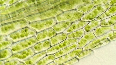 Green Moss Leaf Tissue Through a Microscope Lens 400x 動画素材 320458780