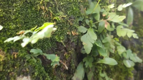 Green moss that lives on rocks Stock Footage 231800537