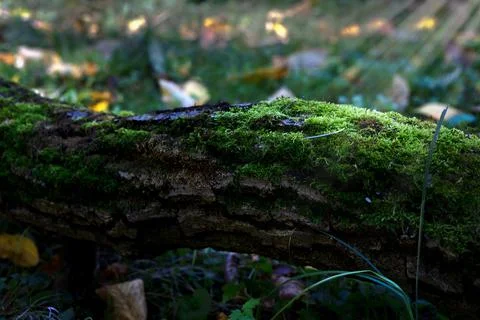 Green moss on a log of a fallen tree in the sun. Bokeh blurred background. Stock Photos