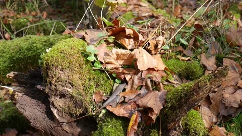 Green moss on a log with leaves on the ground Vídeo Stock 141764809