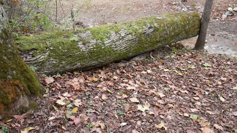 Green moss on a log with leaves on the ground Vídeo Stock 141765484