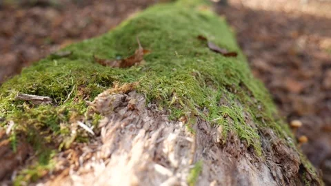 Green moss on a log with leaves on the ground 스톡 동영상 141765672