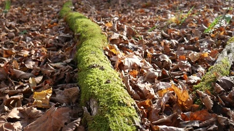 Green moss on a log with leaves on the ground 스톡 동영상 141765673
