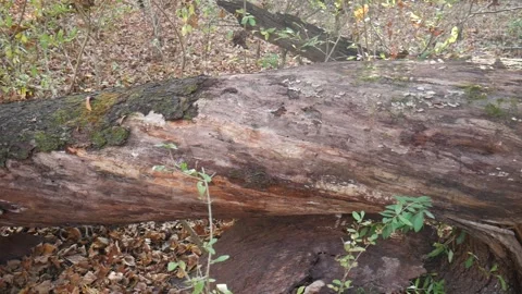 Green moss on a log with leaves on the ground 스톡 동영상 141765682